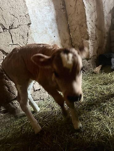 Коровы, быки: Продаю | Музоо, торпок | Алатауская | На откорм | Искусственник — 10