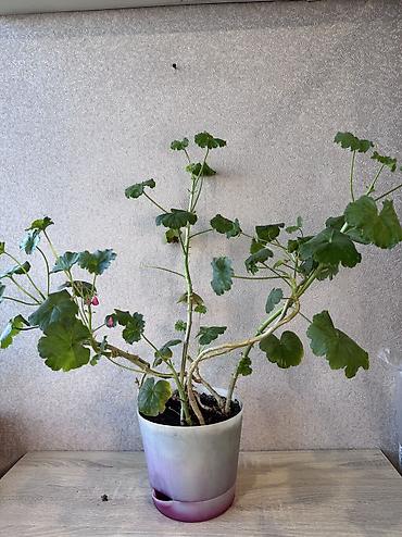 Денежное дерево: - Денежное дерево (Крассула овата) 70см — 2900 - Герань (Пеларгония) — 2