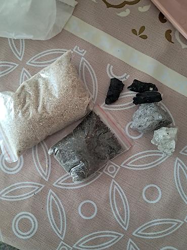 bit daragi harada satilir: Dalmatin və sarı rəngli iki dalğıç papağanla birlikdə tam dəst quş — 8