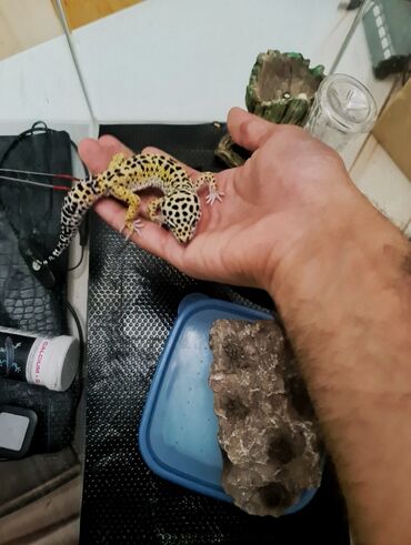 Digər heyvanlar: Başlanğıç üçün tövsiye olunan en maraqlı ve sevimli gecko növü olan