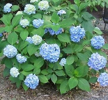 Другие садовые цветы и кустарники: В наличии метельчатые и крупно листовые гортензиии .все сорта есть at lalafo.kg — 7 Другие садовые цветы и кустарники: В наличии метельчатые и крупно листовые гортензиии .все сорта есть — 7