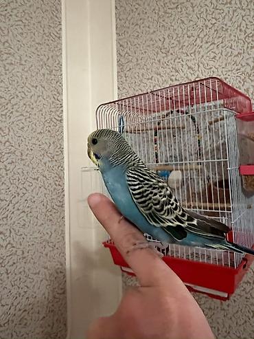 Tutuquşları: 🦜 Xüsusi Danışan Macha – 3 Aylıq Erkək Bala 🦜 Seçilmiş baxım və — 13
