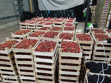 Малина: Малина Платная доставка — 19