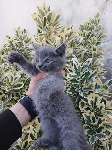 imisli yemi: Boz tüklü pişik balası – qısa/orta uzunluqda, yumşaq və sıx püsküllü — 2