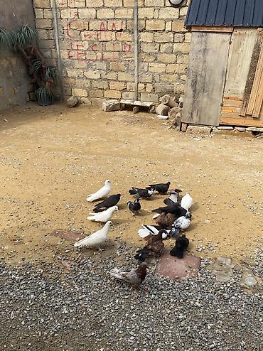 xudat heyvan satışı: 16 dene heyvandı ususu olanda var saglam heyvanlardı tek tek satılmır — 2