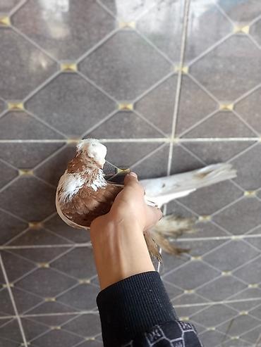 Птицы: Продаю голубей молодые 1,5 года пара 6000сом — 10