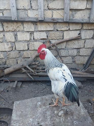 xoruz şəkli: Xüsusi rəng çaları olan xoruz - Cinsəoxşar görünüş: ağ-qara ləkəli — 8