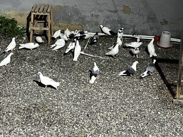 Göyərçinlər: Göy nişanlar ağlar 30dan coxdu balalarnan hamisi 10azn den abtavoy — 15