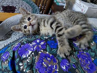 Мышыктар: Полосатый котёнок (окрас tabby) с крупными выразительными глазами и — 3