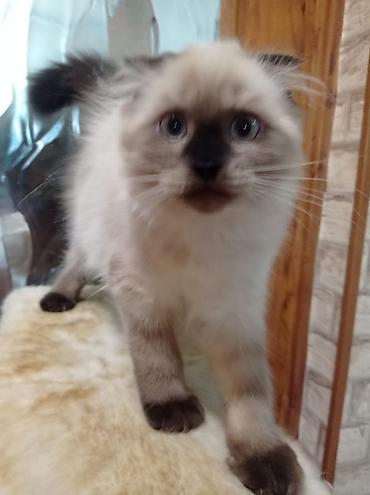 ищу котят: Британская короткошёрстная, 3 месяца, Девочка, Лиловый — 4