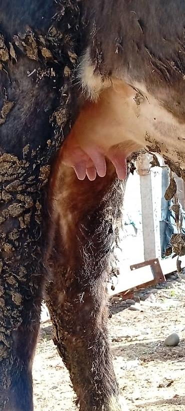 Коровы, быки: Продаю | Корова (самка) — 6