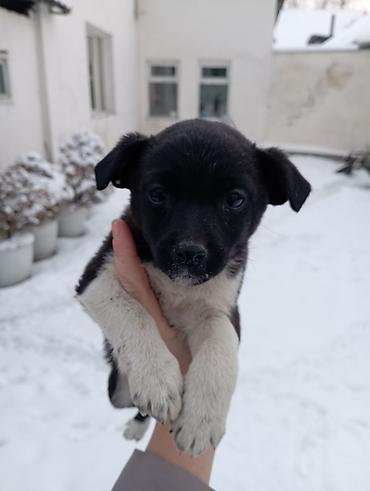 Отдам даром собаку: Щеночки звоночки, 2 месяца .вырастут небольшого роста . бесплатно — 9