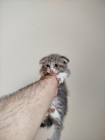 Кошки: Шотландская, Самка, Самец, В добрые руки, Самовывоз — 6