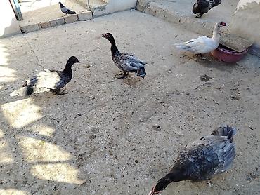 Kənd təsərrüfatı quşları: Erkək, | Lal ördək, Ətlik, Ünvandan götürmə — 2
