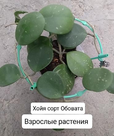 Другие комнатные растения: Продаю цветы — 7