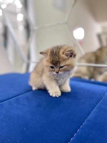 Pişiklər: Ekzot — 11