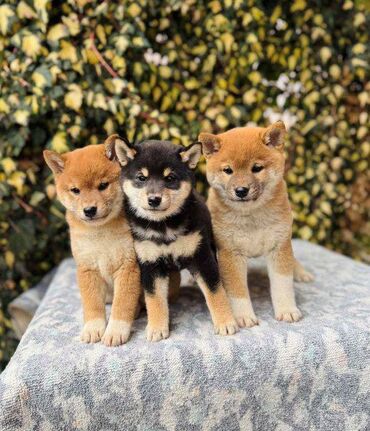 Psi: NEW "MINMIGORA' S" litter "Minmigora' s" Shiba Inu kennel present new