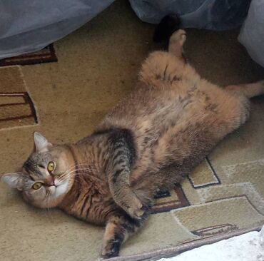 сиямский кошка: Отдам в хорошие руки кошка "Британец" 2 года, стерилизована, привита