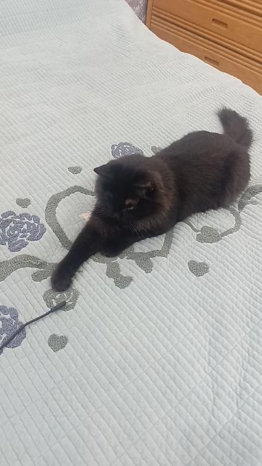 Отдам даром кошку: 1 год, Мальчик, Кастрирована, Метис, Приучена к лотку — 2