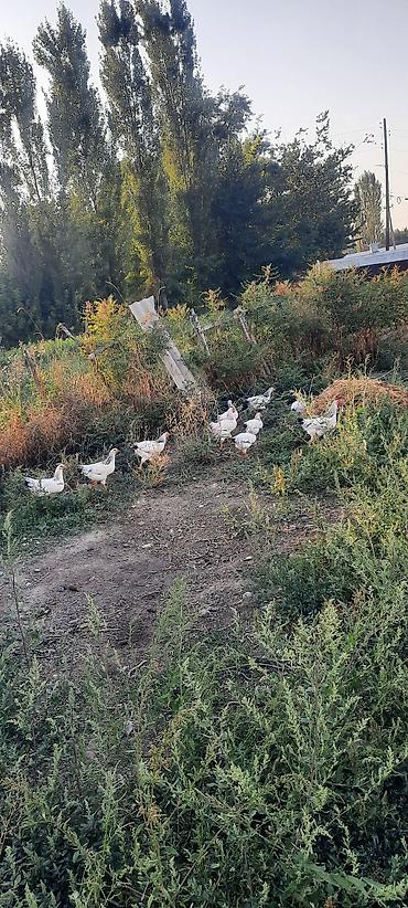 корм для собак бишкек цена: Продаю | Куры, Петух — 8