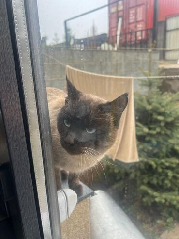 шатлански кошка цена: Породистая кошка с окраском колор-пойнт (сиамский/тайский тип). -