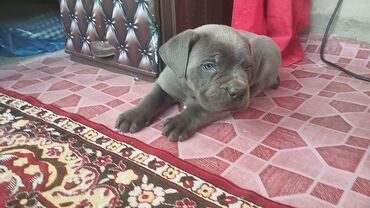 İtlər: Kane-Korso — 6