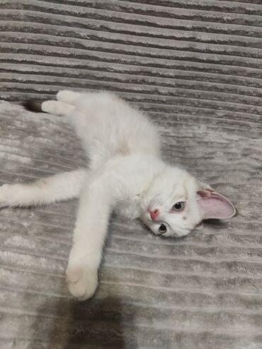 корм для кошек и котят: Кошка даром: Беспородная, 3 месяца, Мальчик, Приучена к лотку, Проглистована