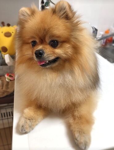 coban it: Шпиц, С прививками, Самовывоз