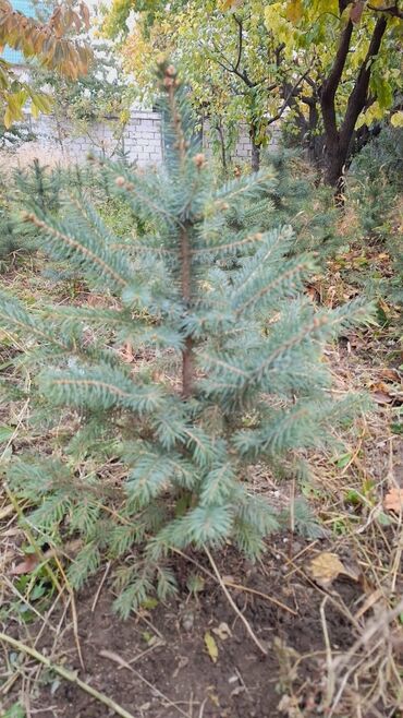 Декоративные деревья: Саженцы деревьев: Ели, Самовывоз, Платная доставка — 14
