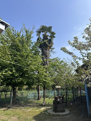 pustə ağacı satılır: Həyətimizdə böyütdüyümüz 33 illik Trachycarpus palmasını satıram — 1