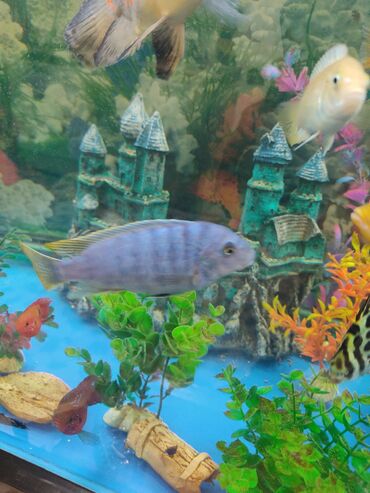 teze bazar akvarium: Bu balıqlar balalar akvariumu ilə birlikdə satılır Zavod akvariumudu