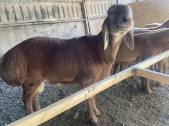 объявления о найденных животных: Продаю | Ягненок, Баран (самец) | Арашан | Для разведения | Племенные, Осеменитель