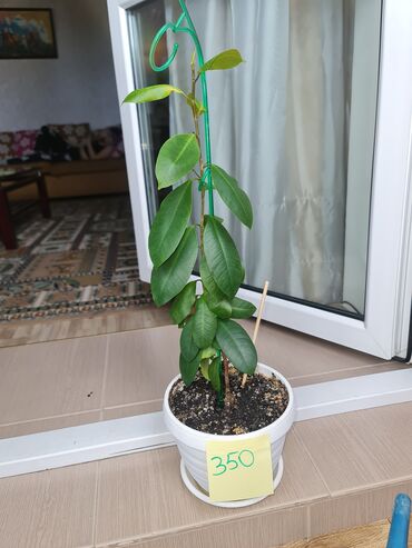 фикус бенджамина саманта: Фикусы. цены на фото. отличные здоровые растения для вашего