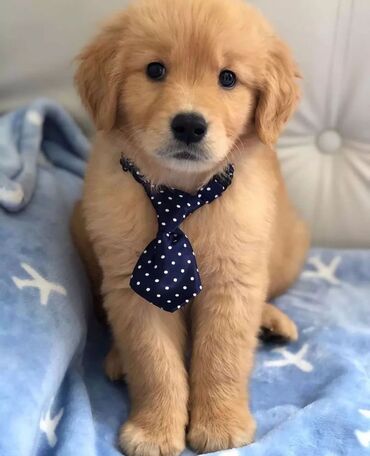 İtlər: Labrador-retriver, 1 ay, Erkek, Pulsuz çatdırılma — 3