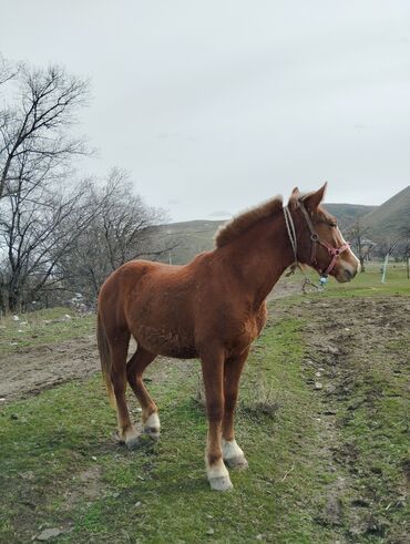 золотая лошадь в бишкеке: Продаю | Кобыла (самка) | Полукровка | Для разведения