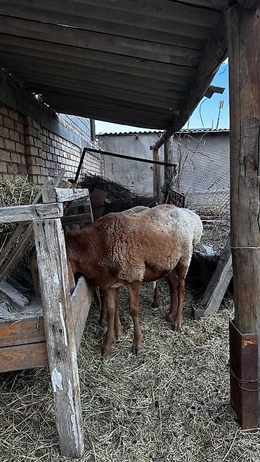корм для баран: Продаю | Овца (самка) | Для разведения — 2
