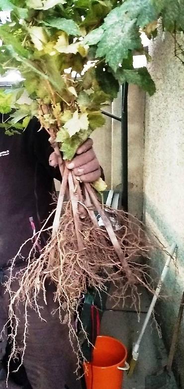 Спил деревьев, заготовка дров: Правильная обрезка плодовых деревьев и винограда. Обрезка 2026 — 21