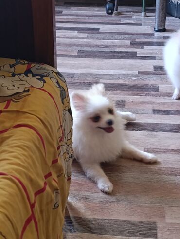 Haima: Şpitz, 6 ay, Dişi