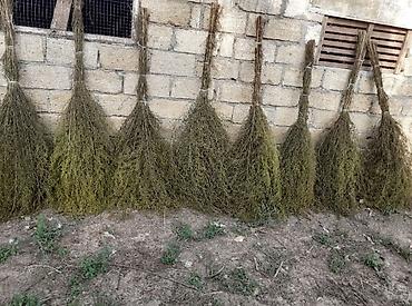 Веники и совки: Lənkəranda yovşan otundan həyət baca süpürmək üçün süpürgələr🧹🧹🧹 at lalafo.az — 1 Веники и совки: Lənkəranda yovşan otundan həyət baca süpürmək üçün süpürgələr🧹🧹🧹 — 1