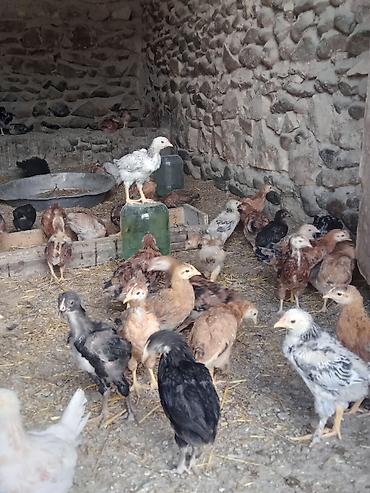 at satıx: Toyuq cücələri, Ətlik, Ünvandan götürmə — 4