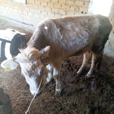 Коровы, быки: Продаю | Корова (самка) | Для молока | Привязанные — 3