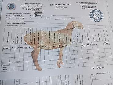 сова живая: Продаю | Баран (самец) | Арашан | Для разведения | Племенные, Осеменитель — 6