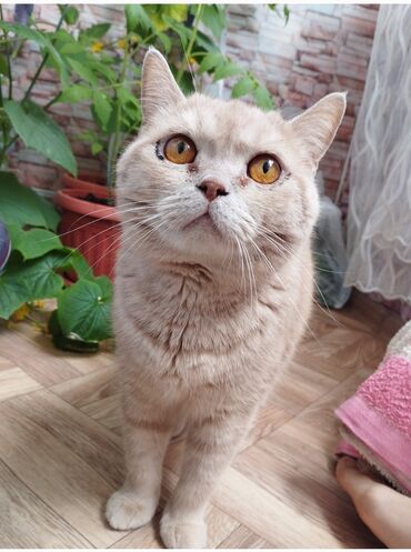 кой порода: Продаем чистопородного кота,шотландской породы, добрый, умный