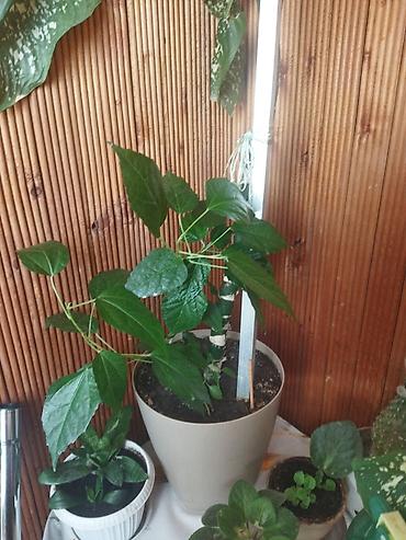 диффенбахия растения: Дифенбахия (Dieffenbachia) с декоративной пестролистной листвой. - — 1