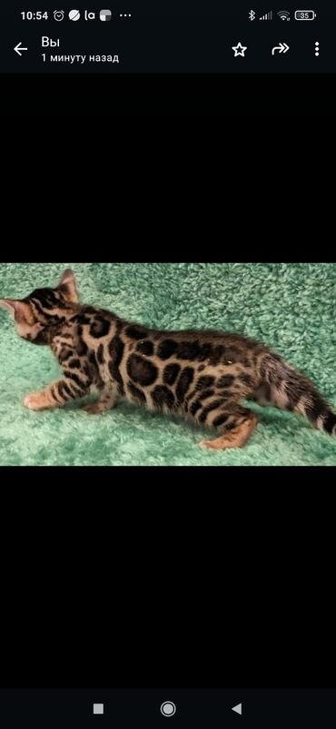 Продажа кошек: Друзья. !!!.в питомнике Бен Гла Мур. долгожданные новые детки — 9