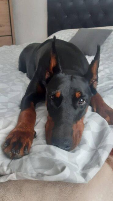 Psi: Stenci dobermana na prodaju sa papirama, ostenjeni 12.juna. Papiri se — 8