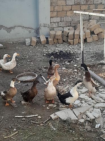 bocek satışı: Satış: ördəklər (qarışıq rəng və cinslər) Məhsul təsviri: - — 2