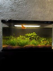 насос для аквариума бишкек: Продам «умный» аквариум Xiaomi, объём 20 л. Основные особенности: -