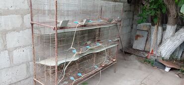 Кролики: Продаю клетку для кроликов, 12 местную . с кормушками и автопоилками