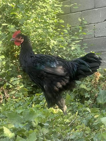 Куры, петухи: Продаю | Куры, Петух, Цыплята | Для разведения — 9